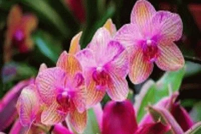 orquÃ­dea