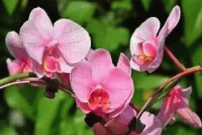 orquÃ­dea