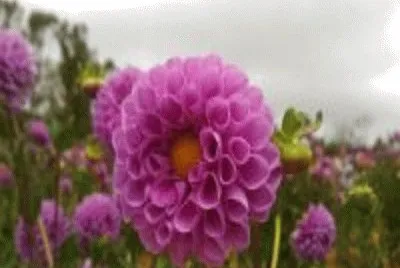 DÃ¡lia