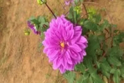 DÃ¡lia