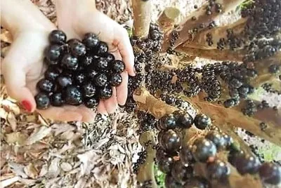 frutas