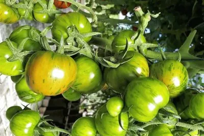 frutos