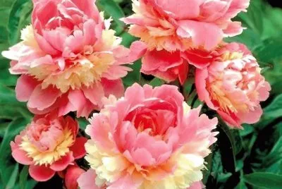 flores