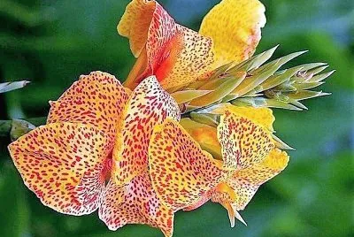 flores