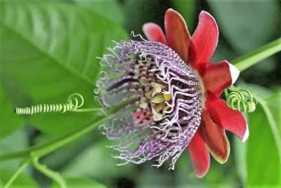flores