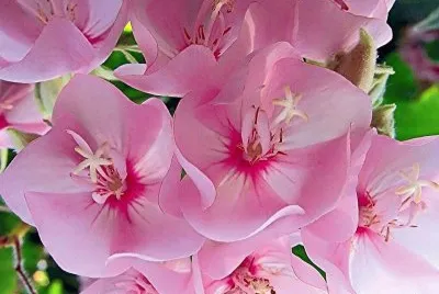 flores