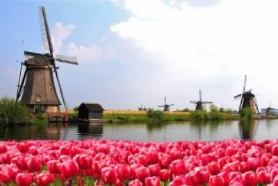 flores