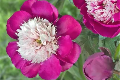 flores