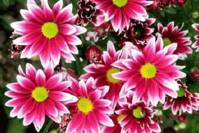 Imagem jigsaw puzzle