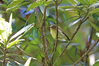 Acanthiza murina jigsaw puzzle