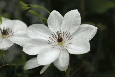 clematite