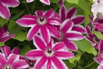 fleurs de clematites jigsaw puzzle