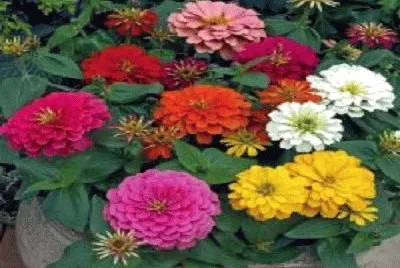 flor
