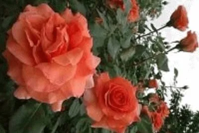 rosa