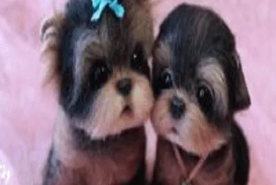 fofinhos