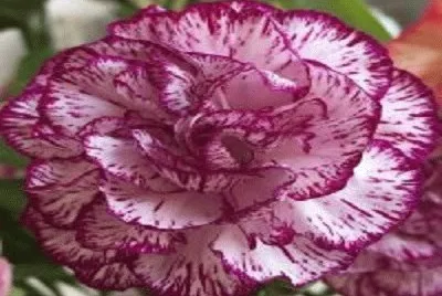 flor