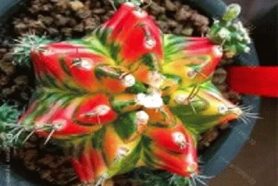 natureza