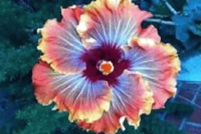 flor