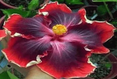 flor