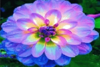 flor
