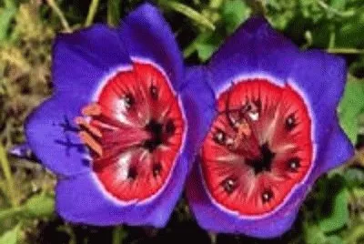 flor