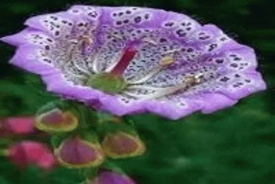 flor jigsaw puzzle