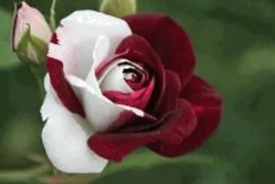 rosa jigsaw puzzle