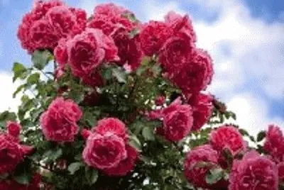 flor
