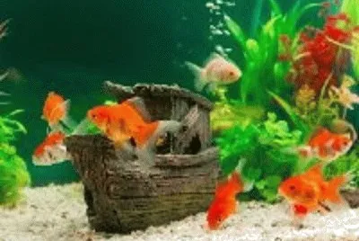 peixe