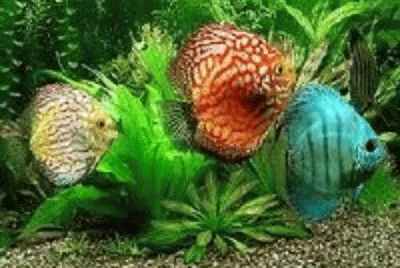 peixe