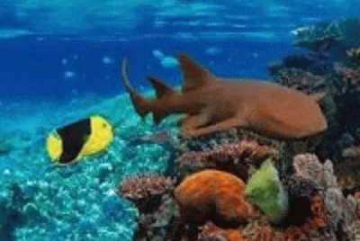 peixe