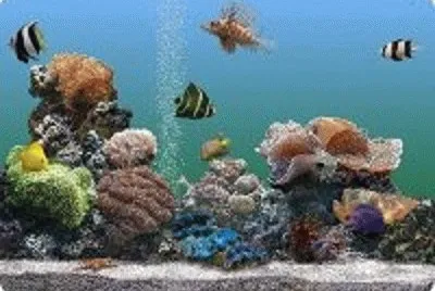 peixe