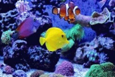 peixe
