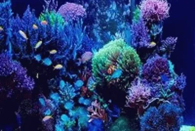 peixe