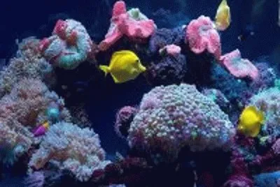 peixe