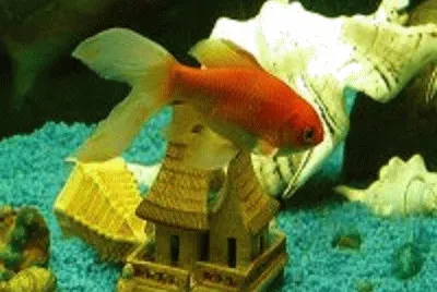 peixe jigsaw puzzle