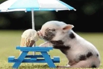 porquinho