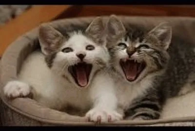 gatinhos