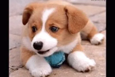 fofinho