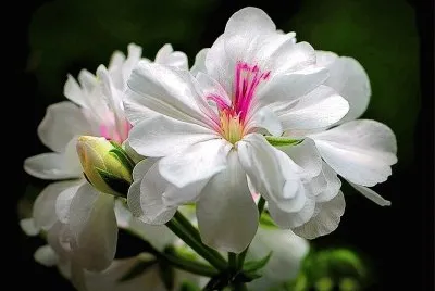 flores jigsaw puzzle