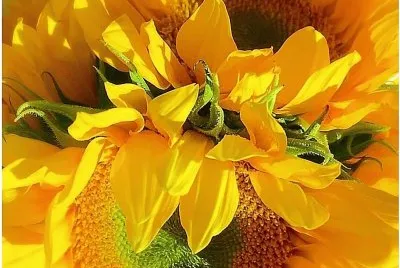 flores jigsaw puzzle