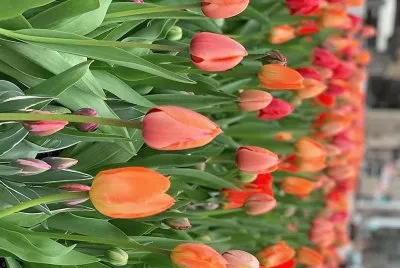 flores jigsaw puzzle
