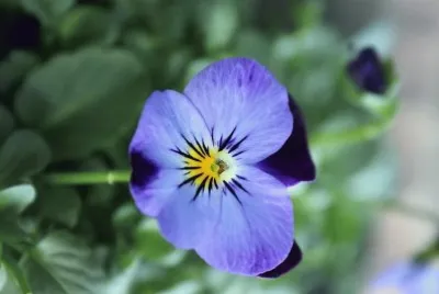 flores jigsaw puzzle