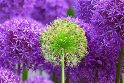 Imagem jigsaw puzzle