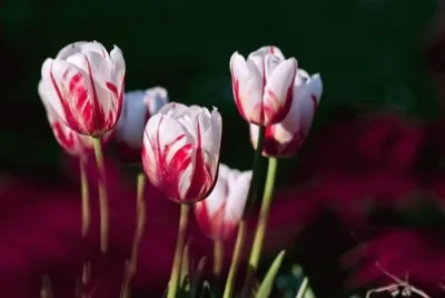 Imagem jigsaw puzzle