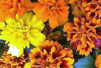 flores jigsaw puzzle