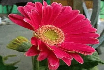 flor jigsaw puzzle