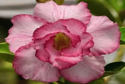 flor