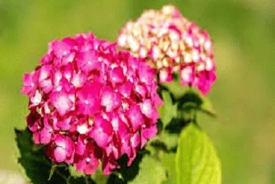 hortencia