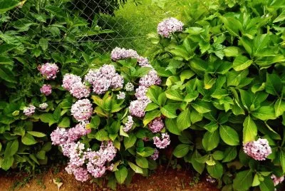 Plants jigsaw puzzle